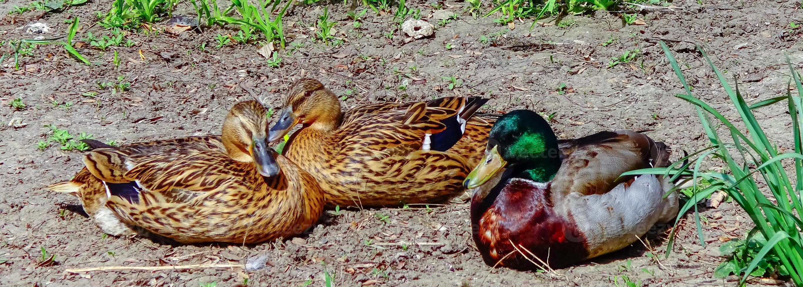 The mallard or wild duck Anas platyrhynchos, close-up of resting birds, Ukraine photo