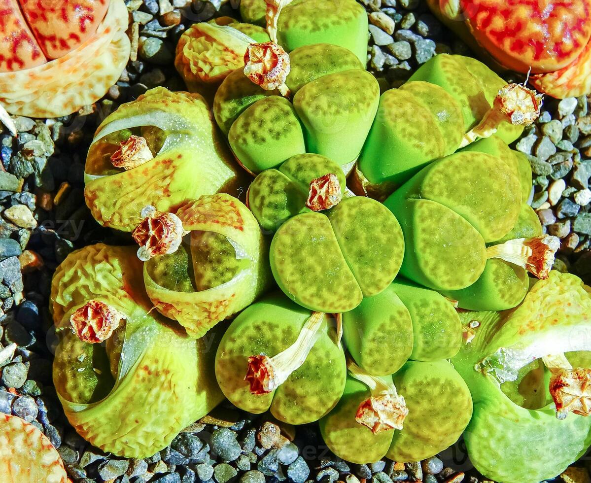 Mesembs Lithops bromfieldii v. insularis Sulphurea South African plant photo