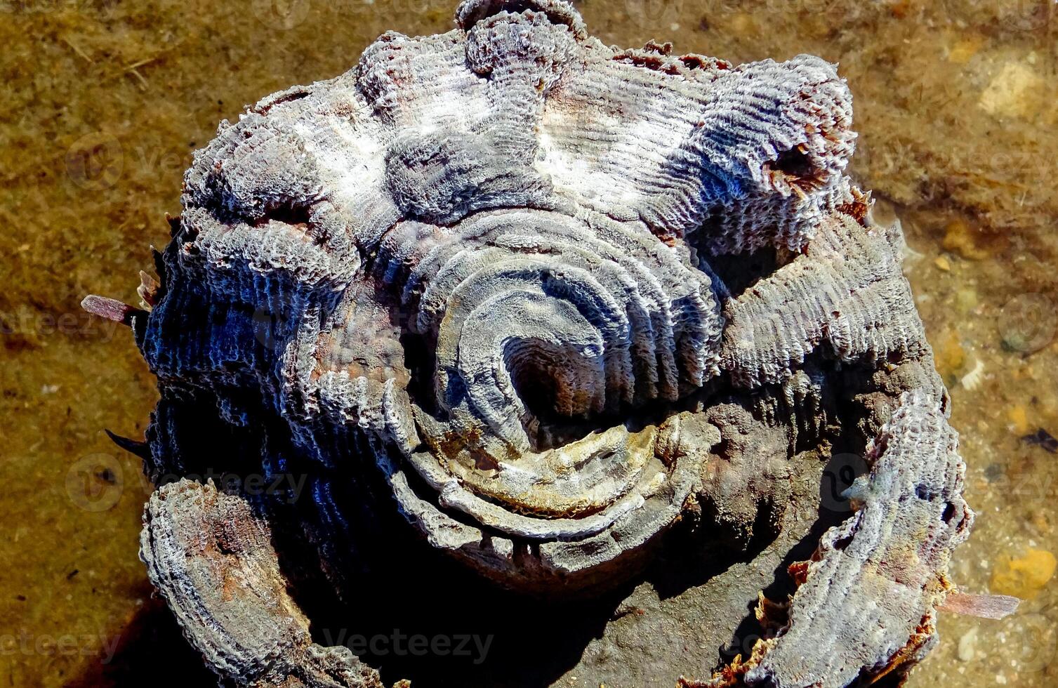 Annual rings on wooden poles in the Kuyalnik estuary preserved with salt photo