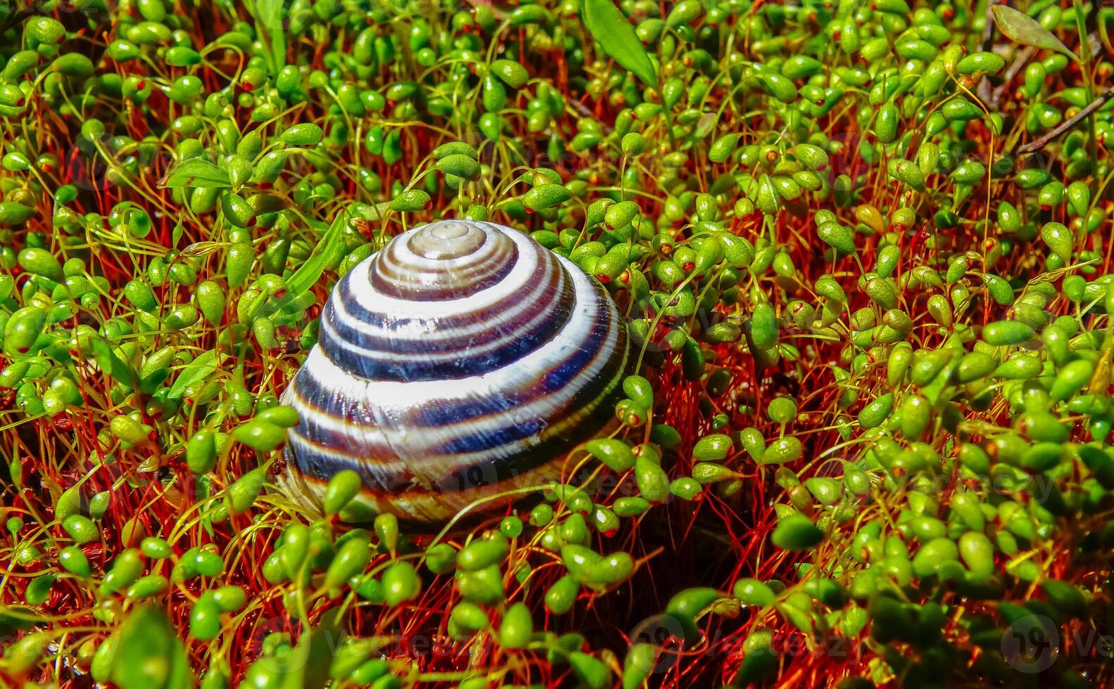 Gastropod mollusk snail among green moss sporophytes on a wet estuary on the bank of Kuyalnik photo