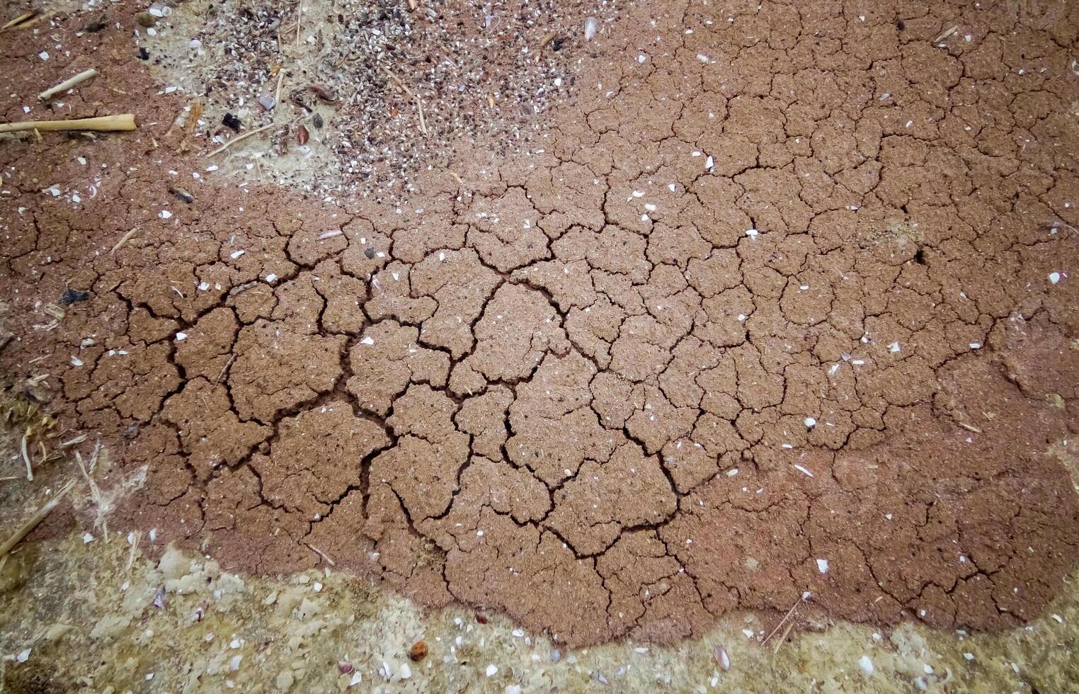 Eggs of the crustacean Artemia salina on the shore photo