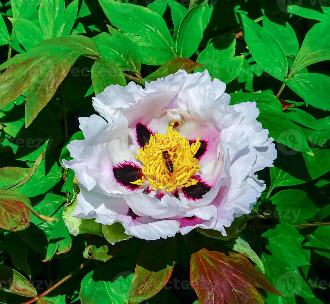 Honey Bee collects pollen and nectar on a large tree peony flower photo