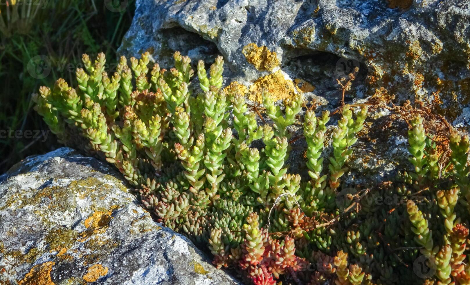 Sedum acre - goldmoss stonecrop, succulent plants photo