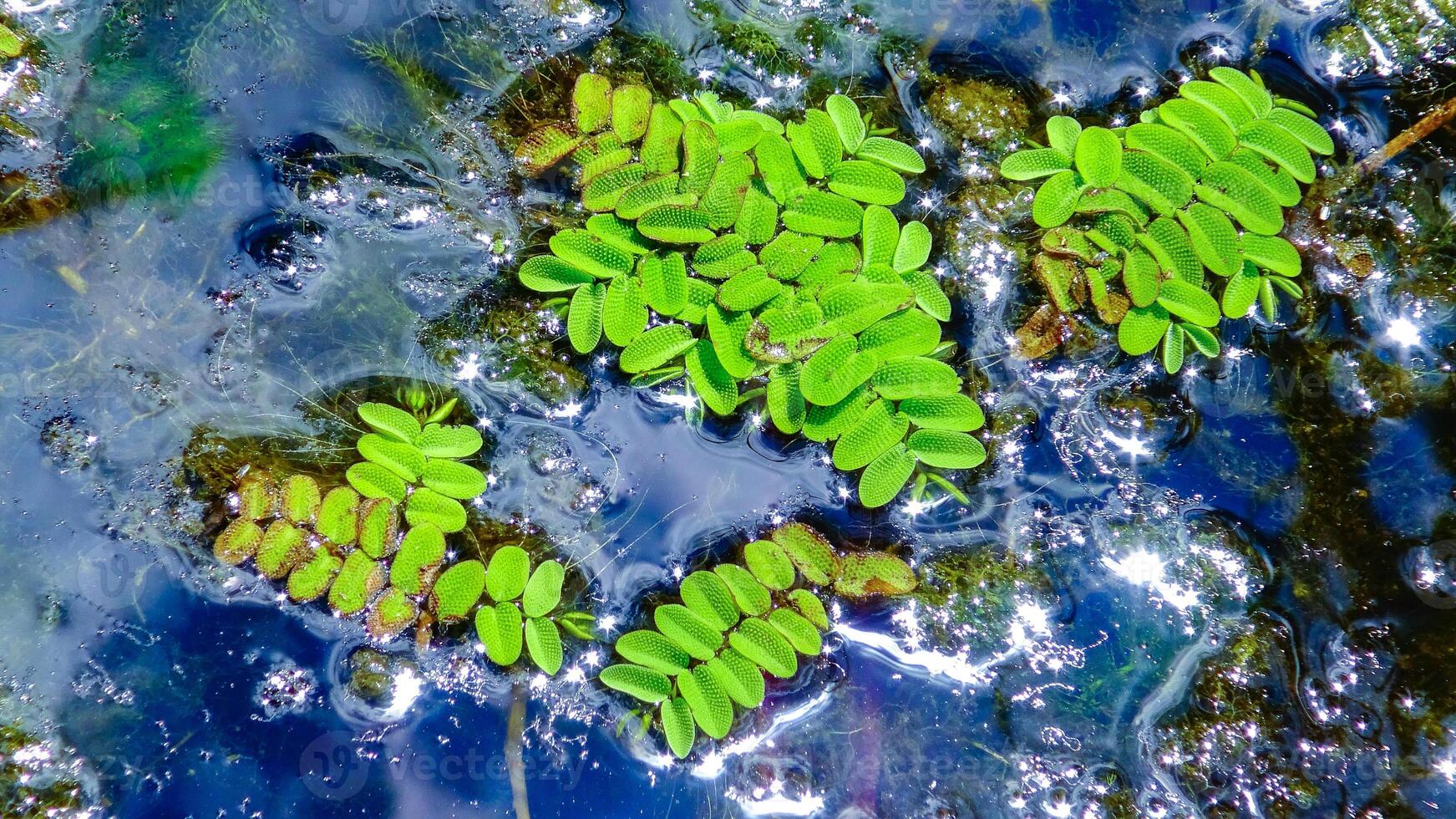 Floating fern, floating moss, water butterfly wings Salvinia natans, Yalpug, Ukraine photo