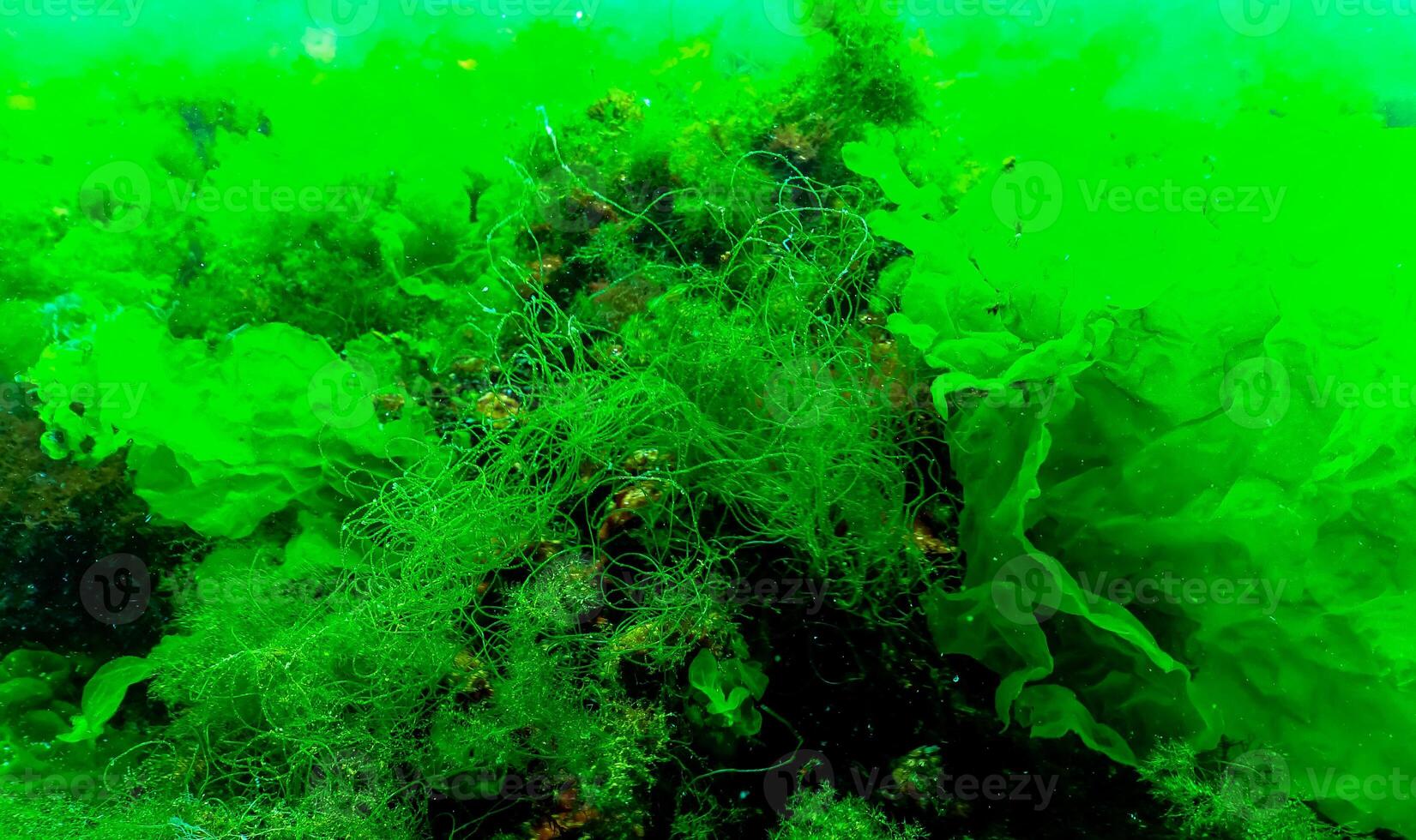 Green algae on the seabed Ulva, Enteromorpha, Cladophora photo