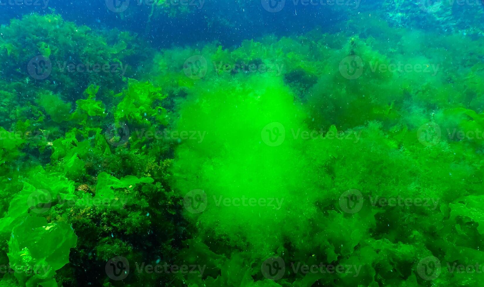 Green algae on the seabed Ulva, Enteromorpha, Cladophora photo