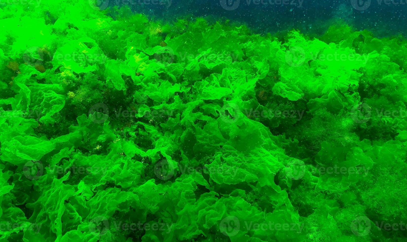 Green algae on the seabed Ulva, Enteromorpha, Cladophora photo