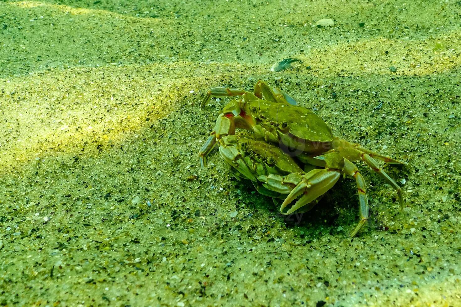 Male and female Swimming crab Macropipus holsatus hiding among algae photo