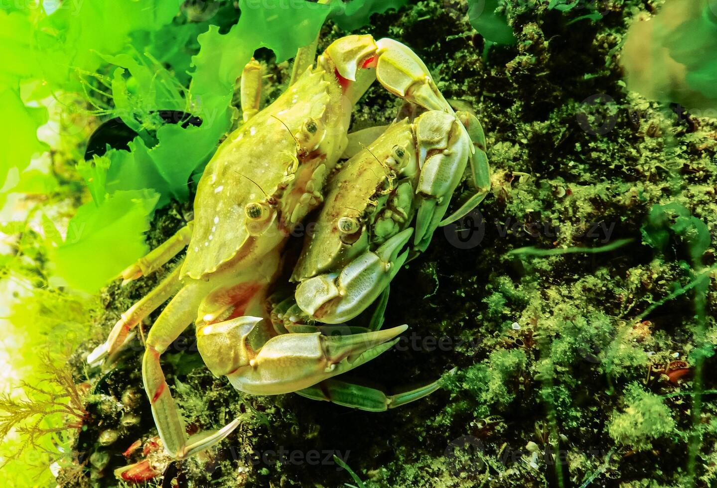 Male and female Swimming crab Macropipus holsatus hiding among algae photo
