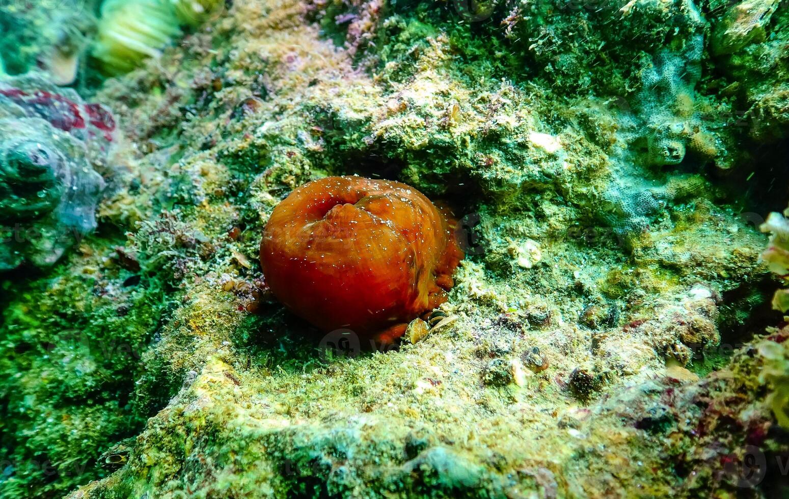 Beadlet anemone Actinia equina, sea anemones on underwater rocks off the coast photo