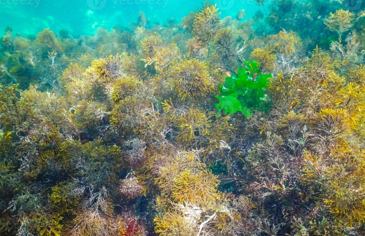 Thickets sea algae Cystoseira barbata in the coastal zone of the sea photo