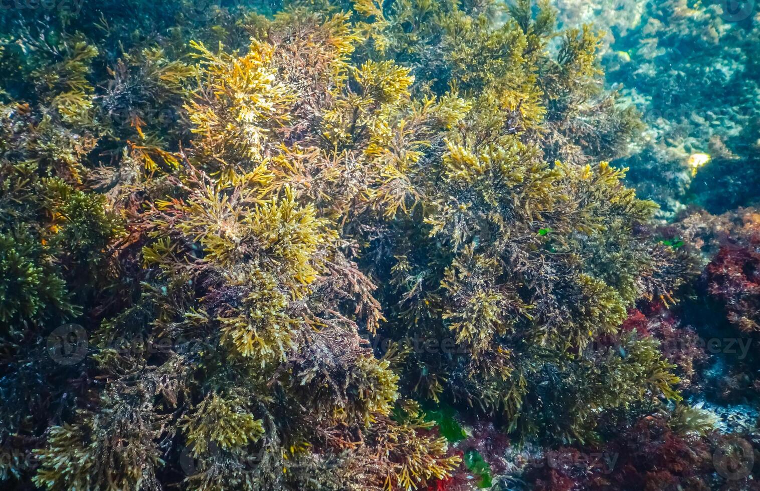 Thickets sea algae Cystoseira barbata in the coastal zone of the sea photo