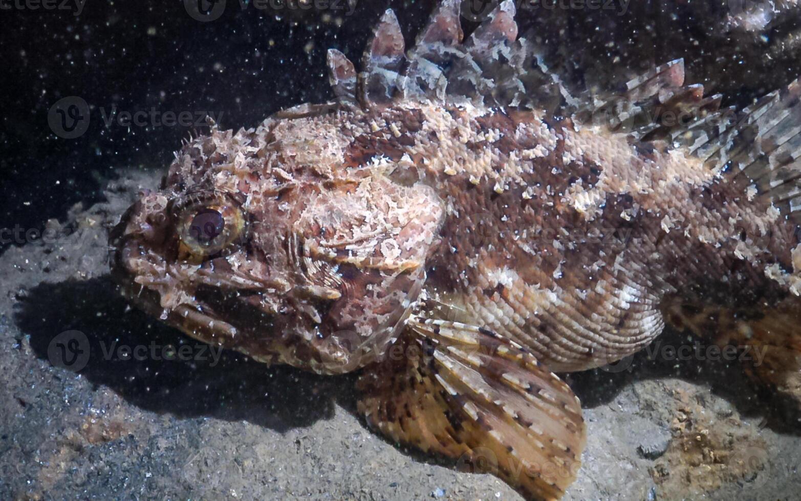 European black scorpionfish Scorpaena porcus, Fish of the Black Sea photo