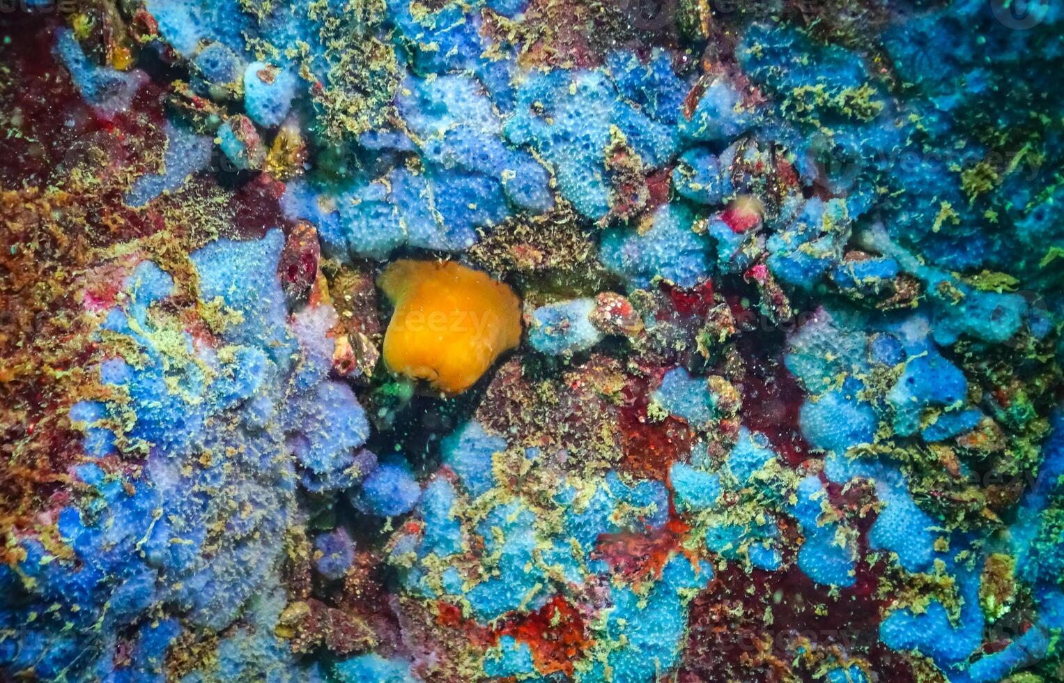 Beadlet anemone Actinia equina, sea anemones on underwater rocks photo