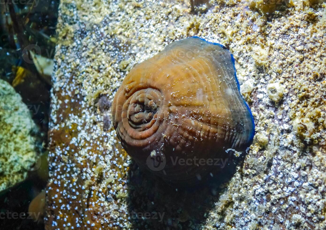 Beadlet anemone Actinia equina, sea anemones on underwater rocks photo