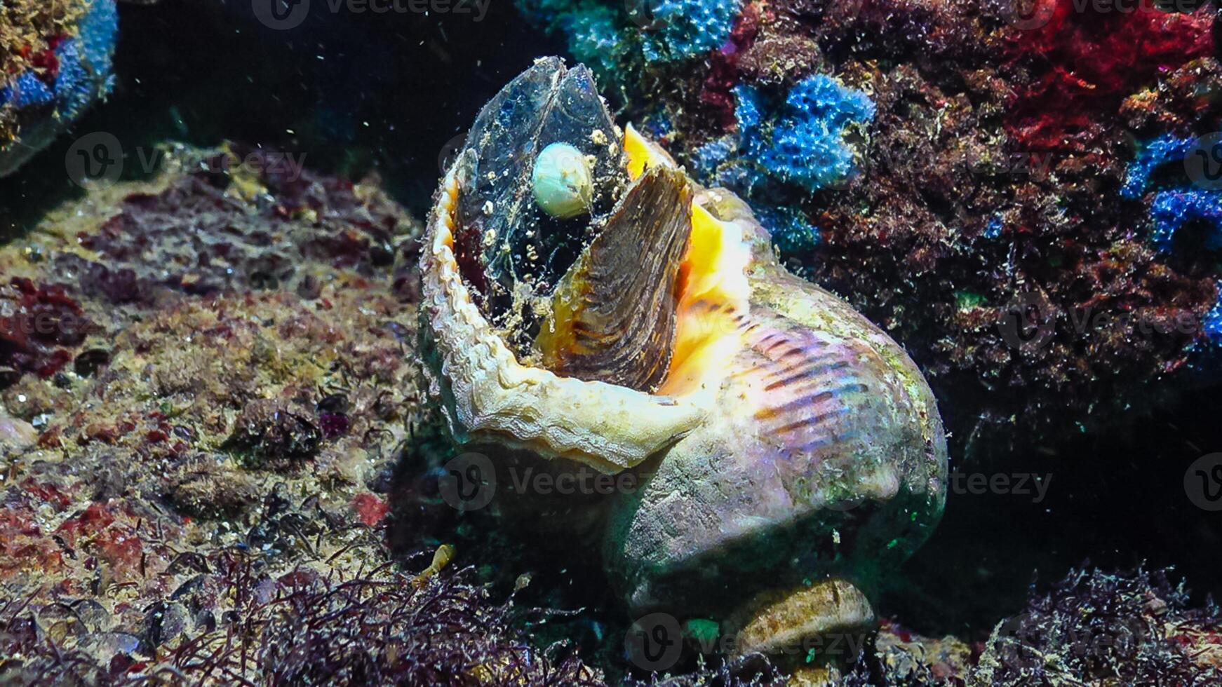Marine invasive species Veined whelk Rapana venosa, the mollusk slowly climbs out photo