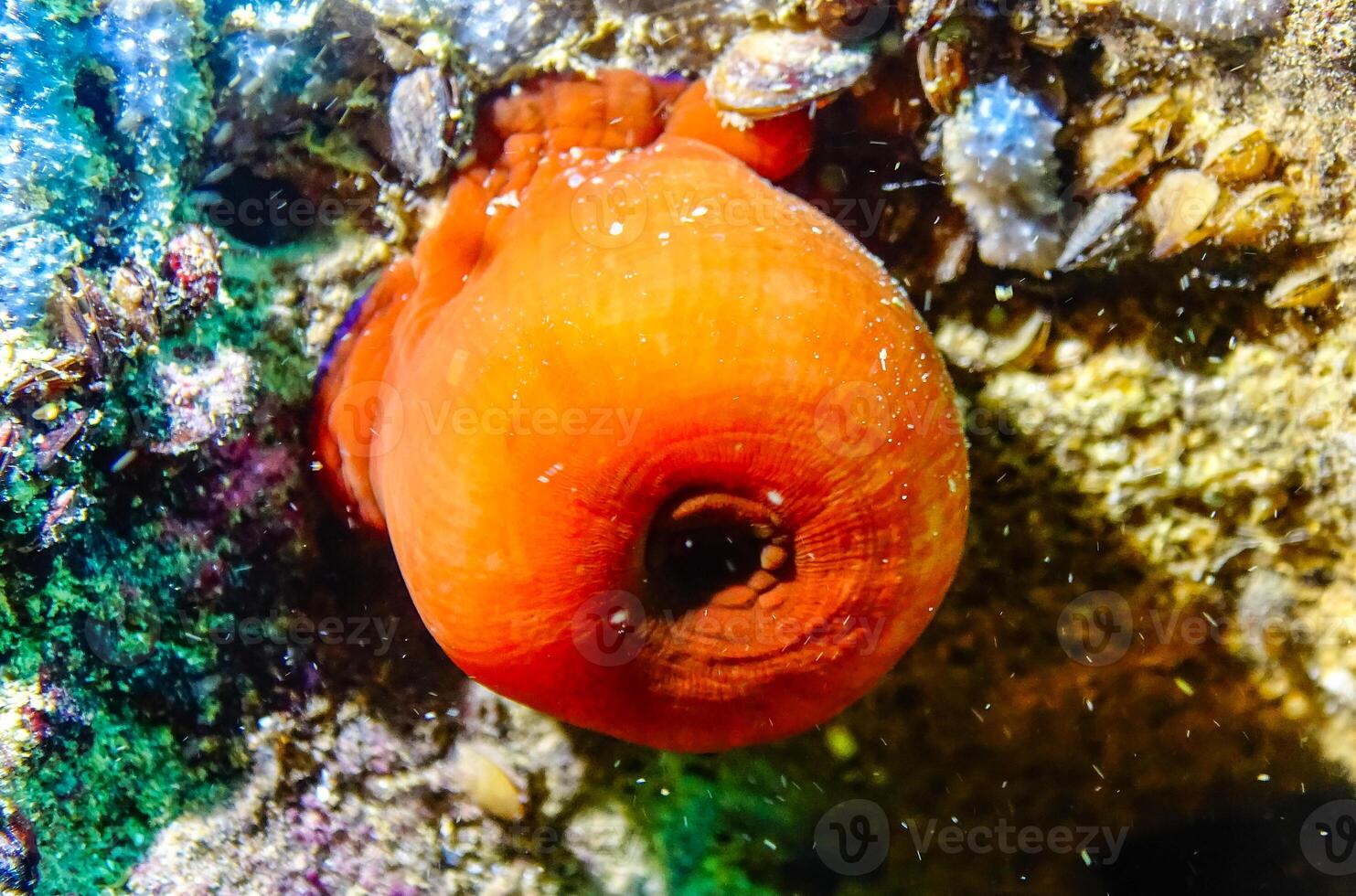 Beadlet anemone Actinia equina, sea anemones on underwater rocks photo