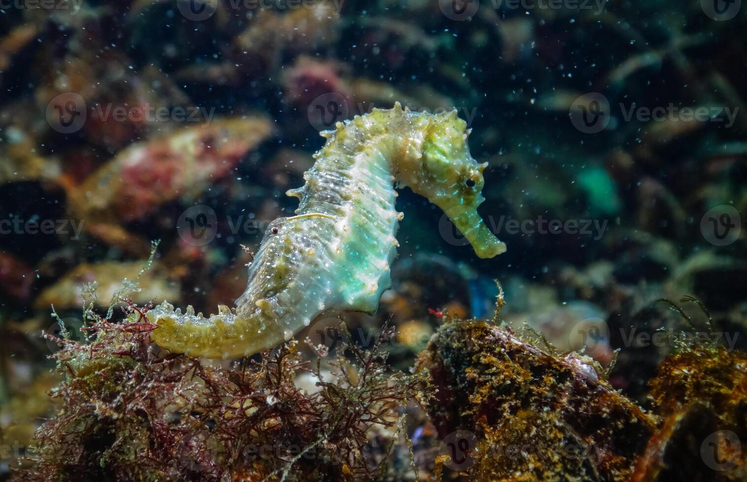 Long-snouted seahorse Hippocampus hippocampus on the seabed photo