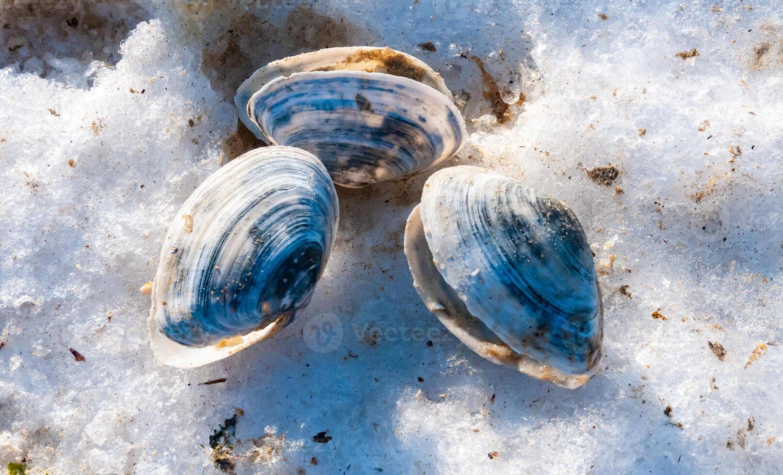 Shells of the clam Mya arenaria on the shore. Tiligul Liman, Odessa region photo