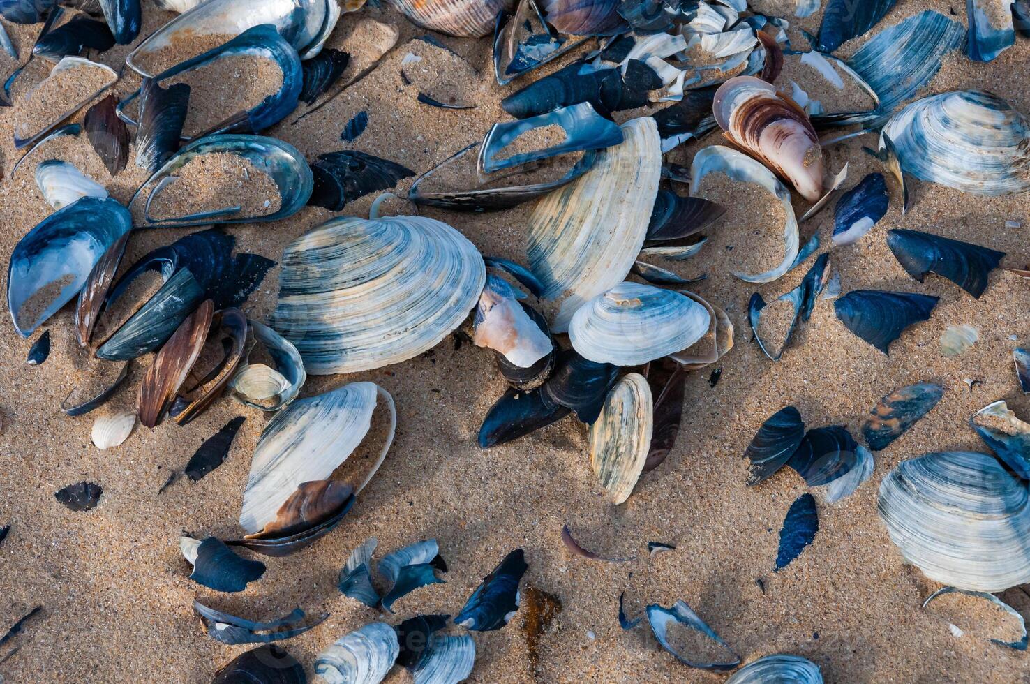 Shells of the clam Mya arenaria on the shore. Tiligul Liman, Odessa region photo
