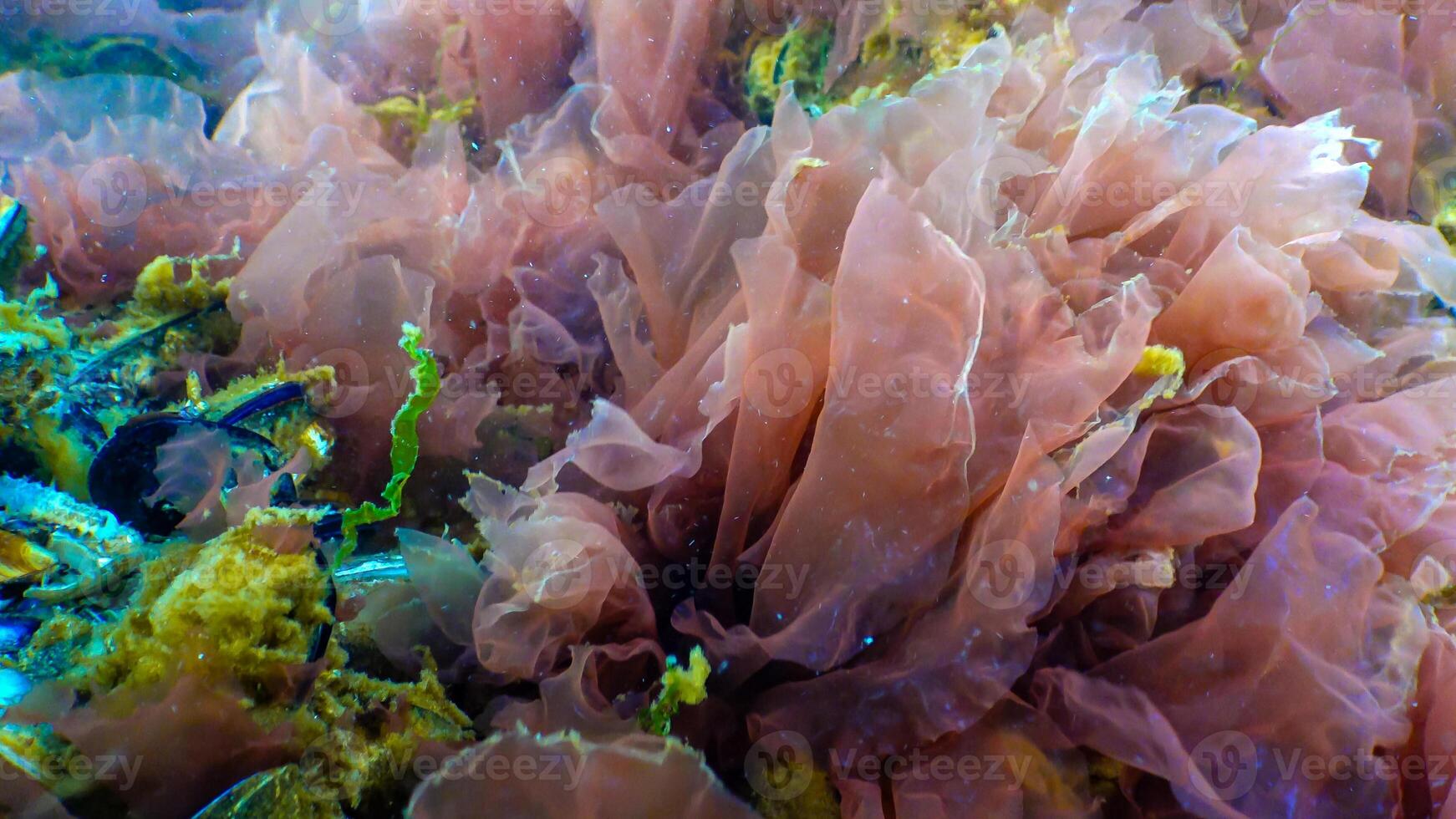 Green, red and brown algae on the seabed Ulva, Enteromorpha, Ceramium, Cladophora, Porphira photo
