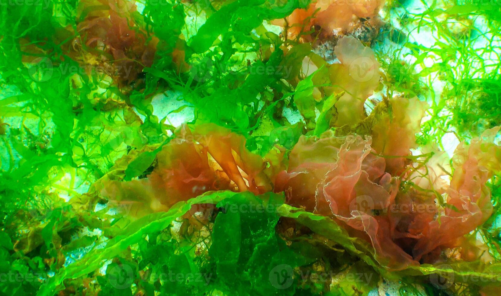 Green, red and brown algae on the seabed Ulva, Enteromorpha, Ceramium, Cladophora, Porphira photo
