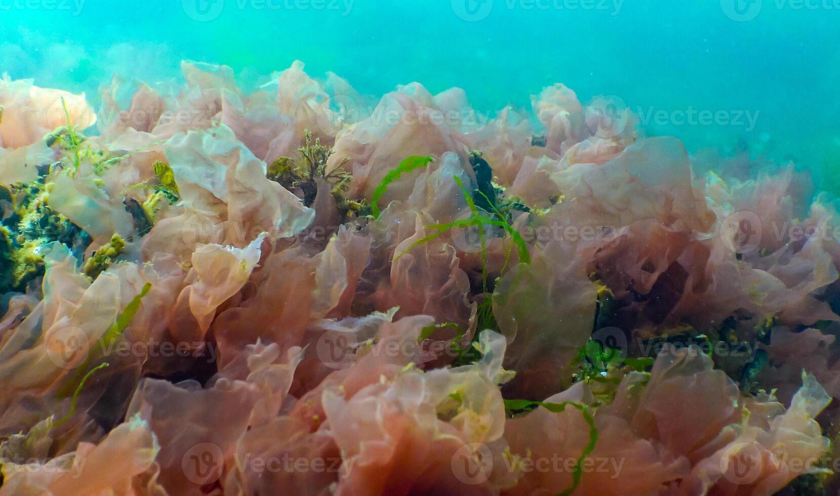 Green, red and brown algae on the seabed Ulva, Enteromorpha, Ceramium, Cladophora, Porphira photo