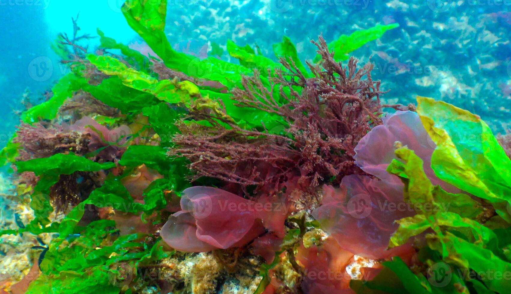 Green, red and brown algae on the seabed Ulva, Enteromorpha, Ceramium, Cladophora, Porphira photo