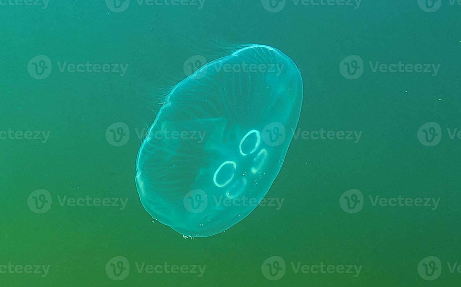 Common jellyfish, moon jellyfish Aurelia aurita swims over algae in the Black Sea photo
