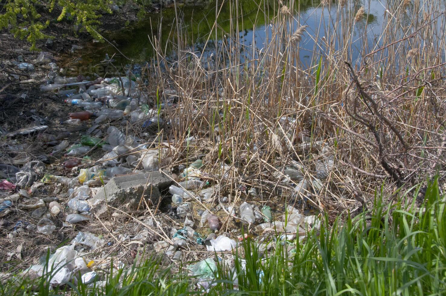 Plastic garbage on the shore in Hadzhibeysky estuary. Eutrophication of the reservoir, the problem of ecology photo