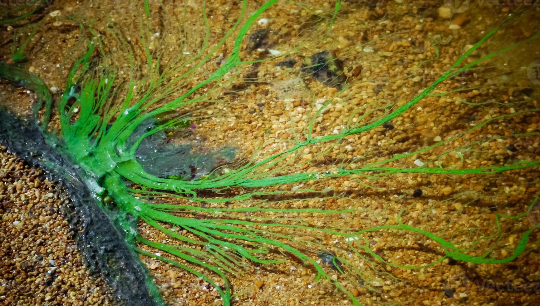 Harmful algal bloom Microcystis aeruginosa in the Khadzhibeyskyi Liman photo