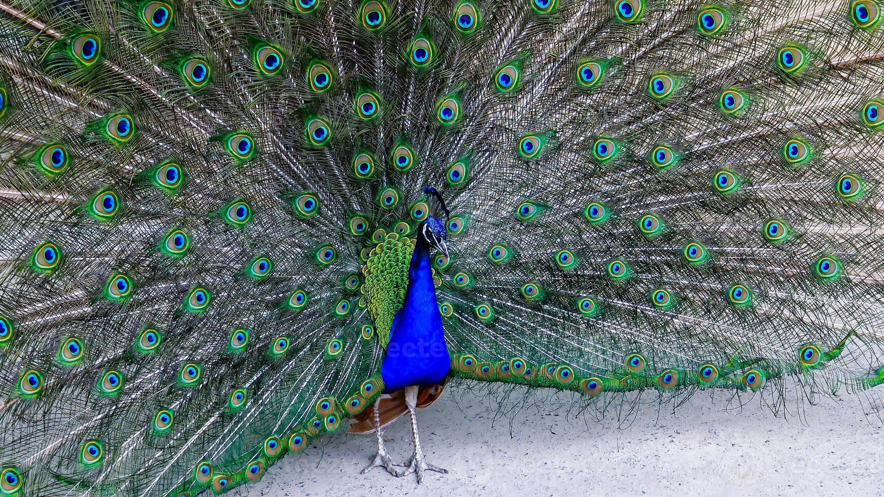 The Indian blue peafowl, Peacock Pavo cristatus, male with open bright tail plumage photo
