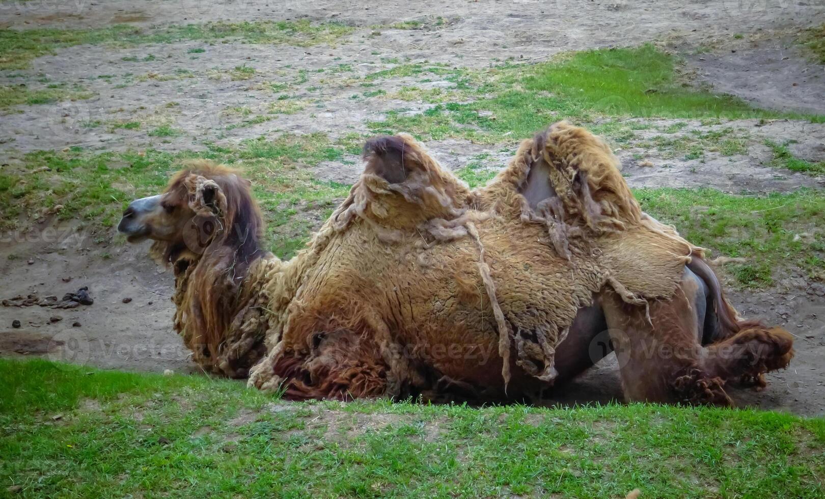 The Bactrian camel Camelus bactrianus the animal molts in summer and rests in the sun photo