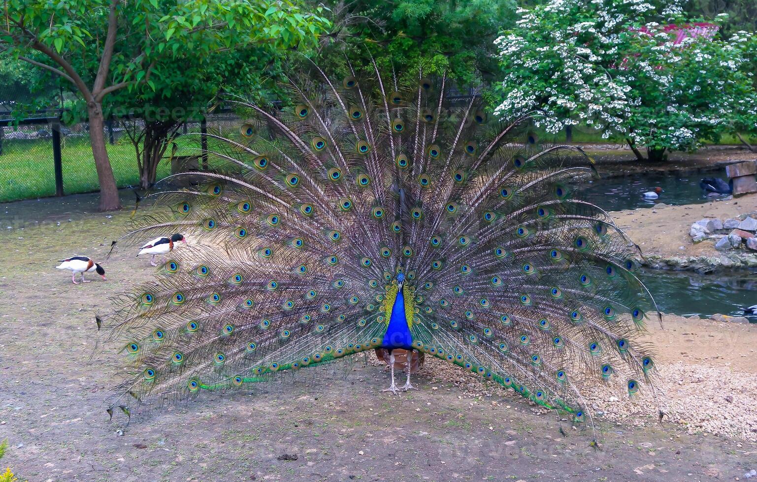 The Indian blue peafowl, Peacock Pavo cristatus, male photo
