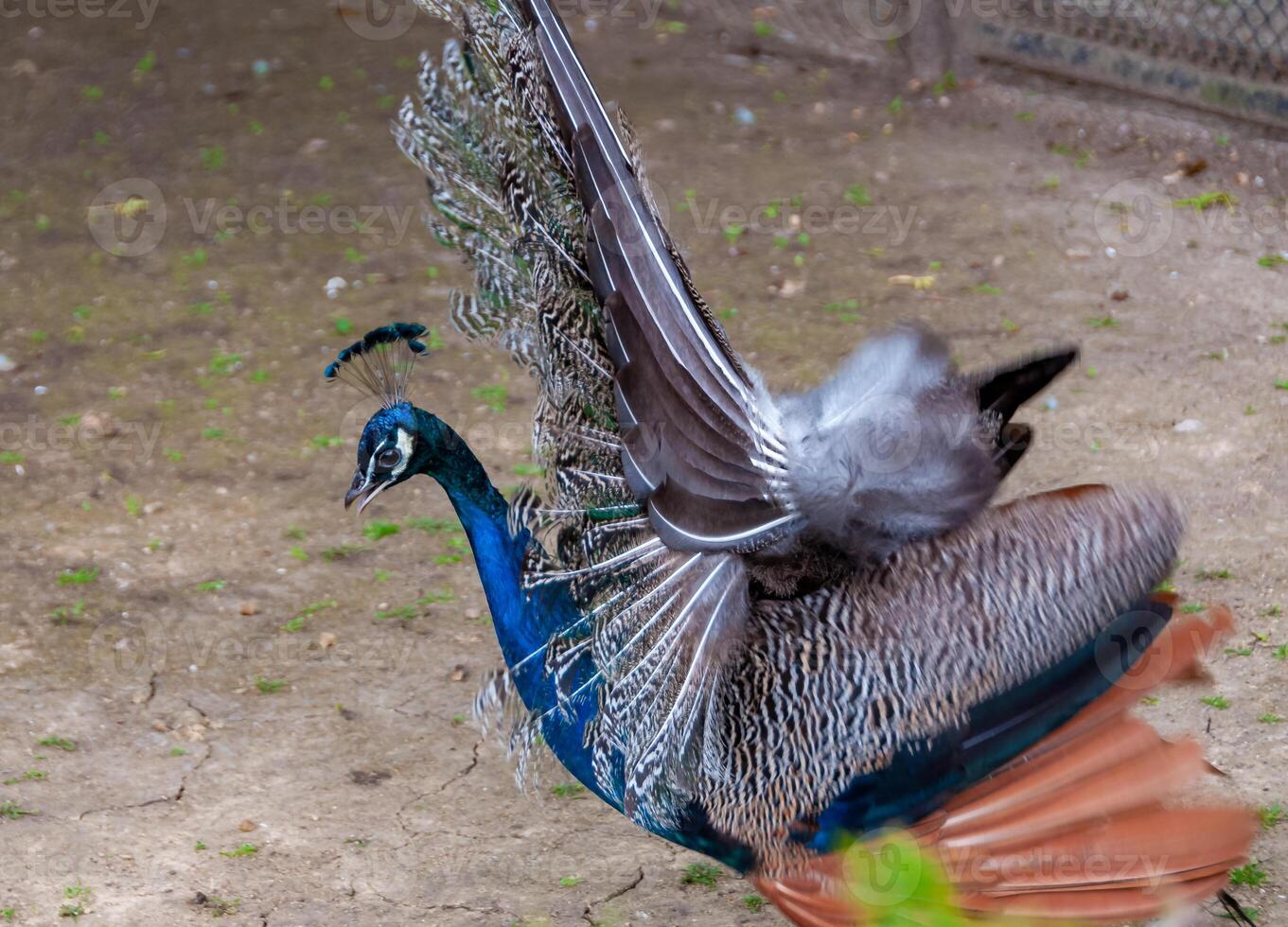The Indian blue peafowl, Peacock Pavo cristatus, Askania-Nova, Ukraine photo
