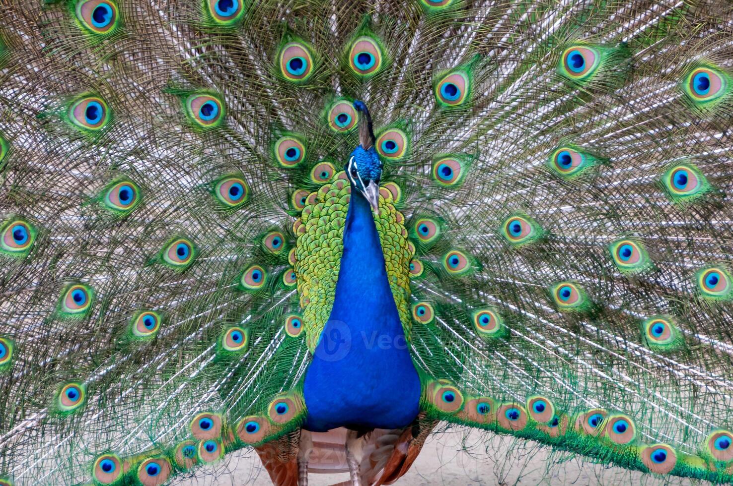 The Indian blue peafowl, Peacock Pavo cristatus, male photo