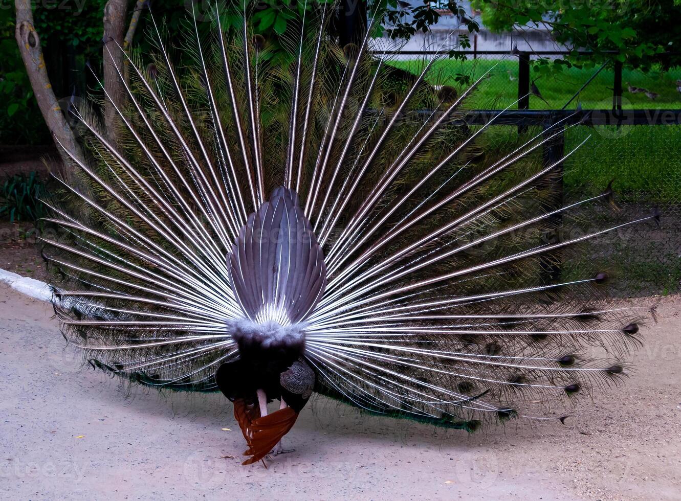 Close-up, rear view, The Indian blue peafowl, Peacock Pavo cristatus, Askania-Nova photo