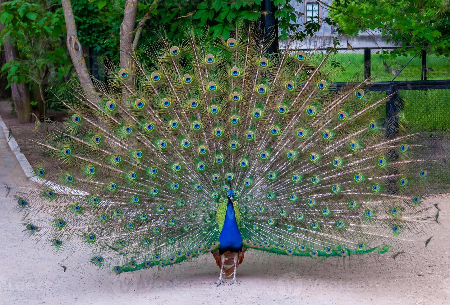 Indian blue peafowl Pavo cristatus, adult male with open tail photo