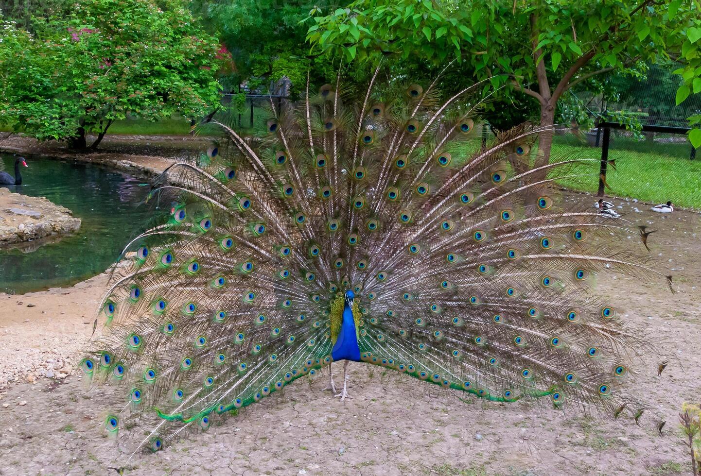 Indian blue peafowl Pavo cristatus, adult male with open tail photo
