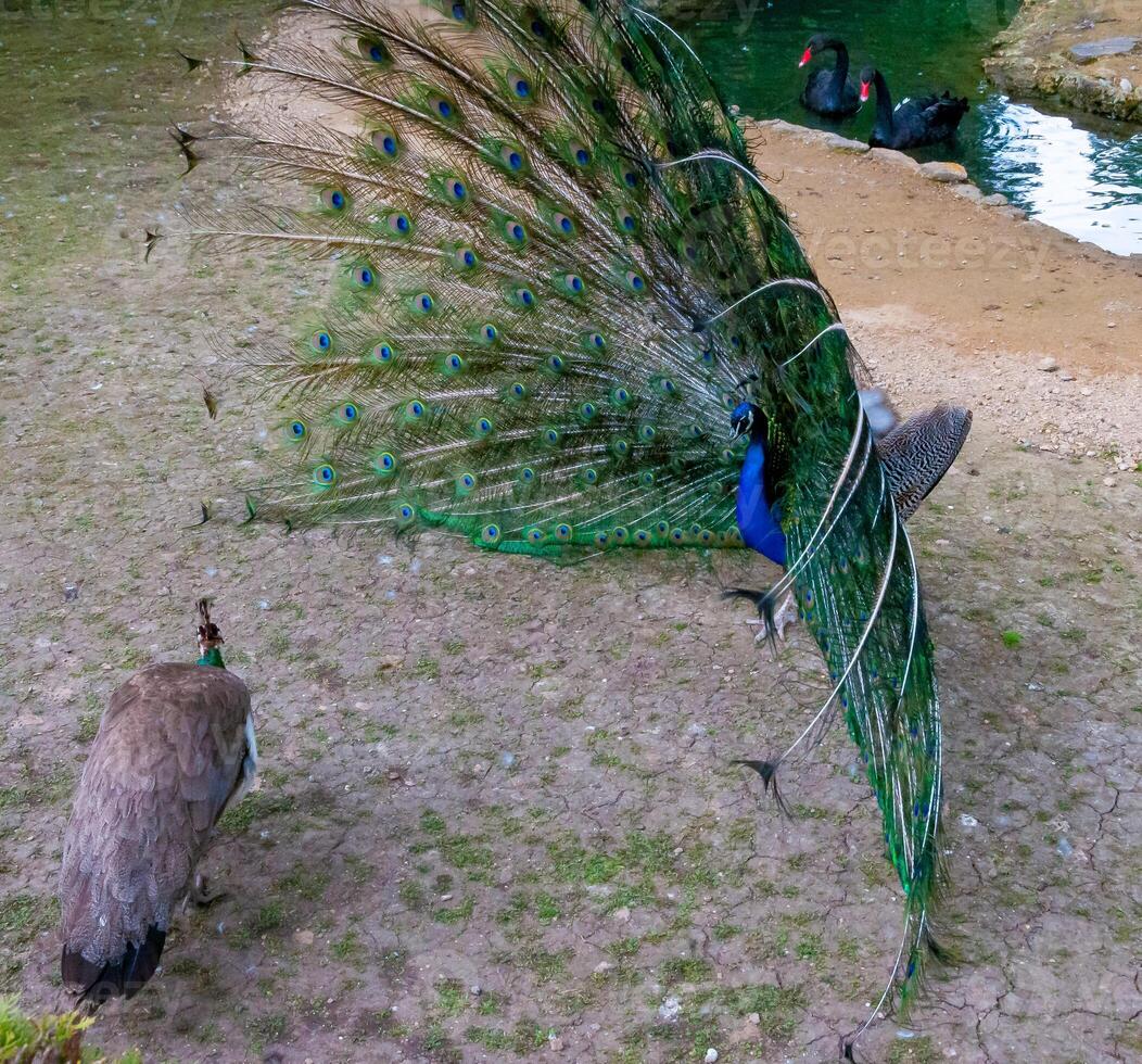 The Indian blue peafowl, Peacock Pavo cristatus, Askania-Nova, Ukraine photo