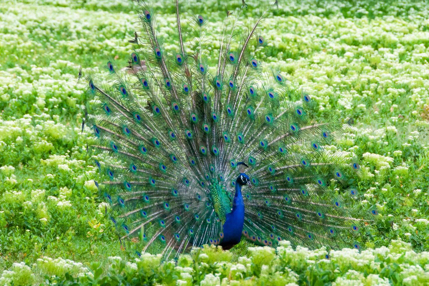 The Indian -or blue- peafowl, peacock Pavo cristatus, shows the females his open fluffy tail photo
