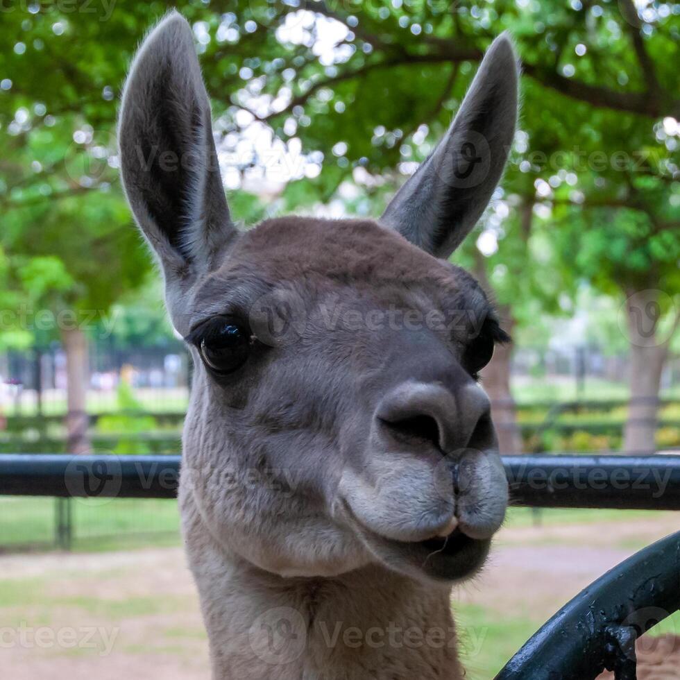 Curious domesticated llama looks out from behind a fence at the zoo photo