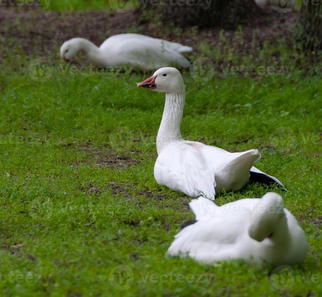 White geese rest on green grass, Askania-Nova, Ukraine photo