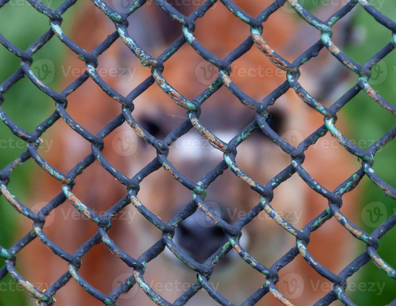 Animal silhouette behind a mesh net in the zoo, Askania-Nova, Ukraine photo