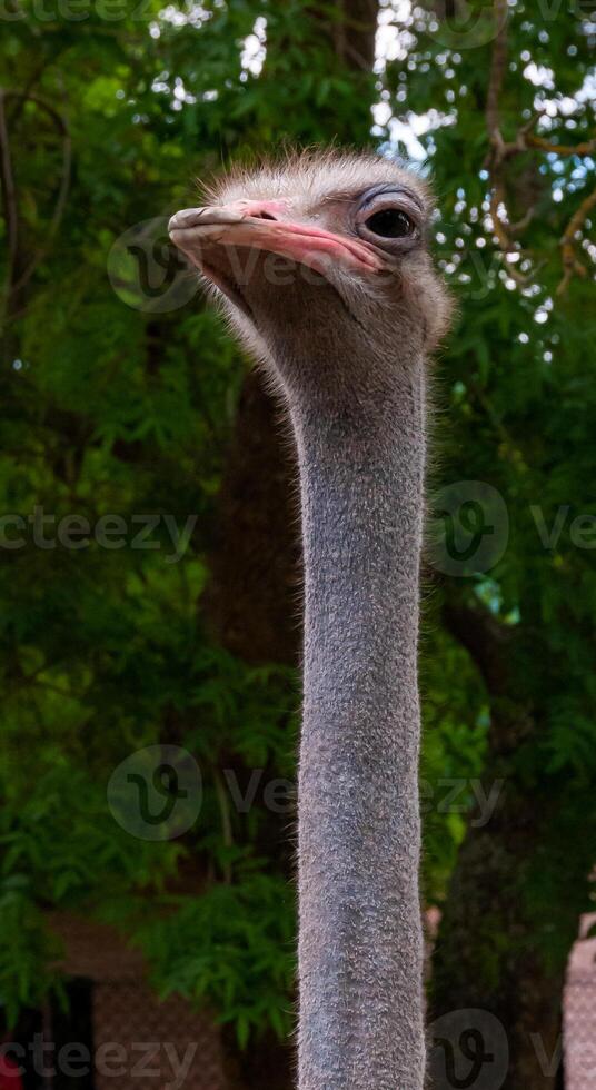 Close-up, Common Ostrich Struthio camelus, an ostrich looks with its neck outstretched photo