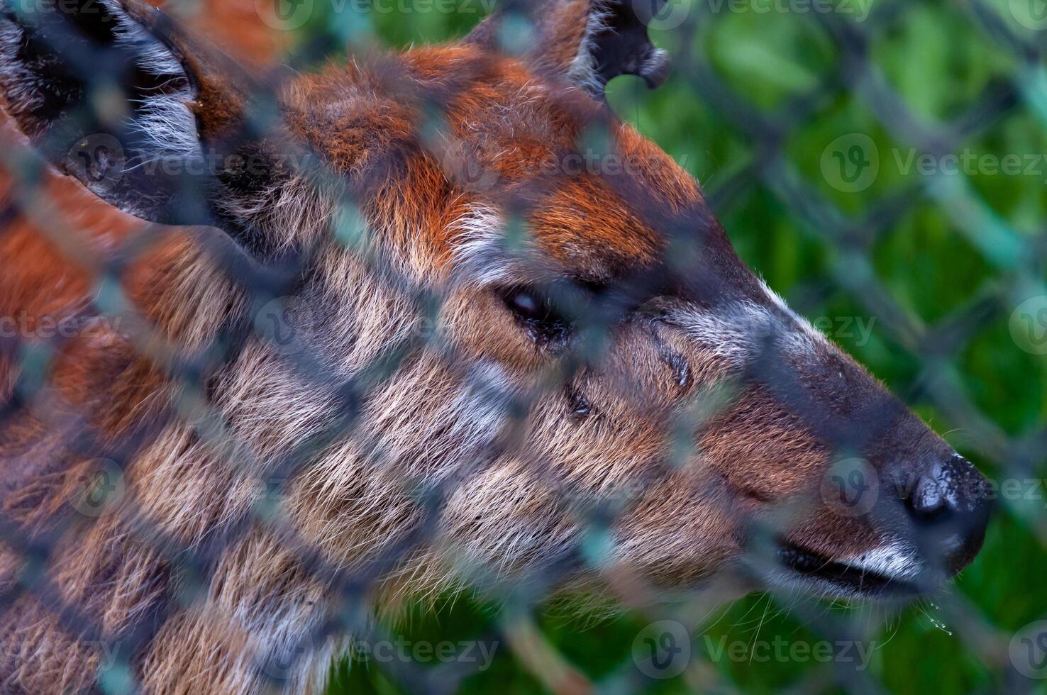 Animal silhouette behind a mesh net in the zoo, Askania-Nova, Ukraine photo
