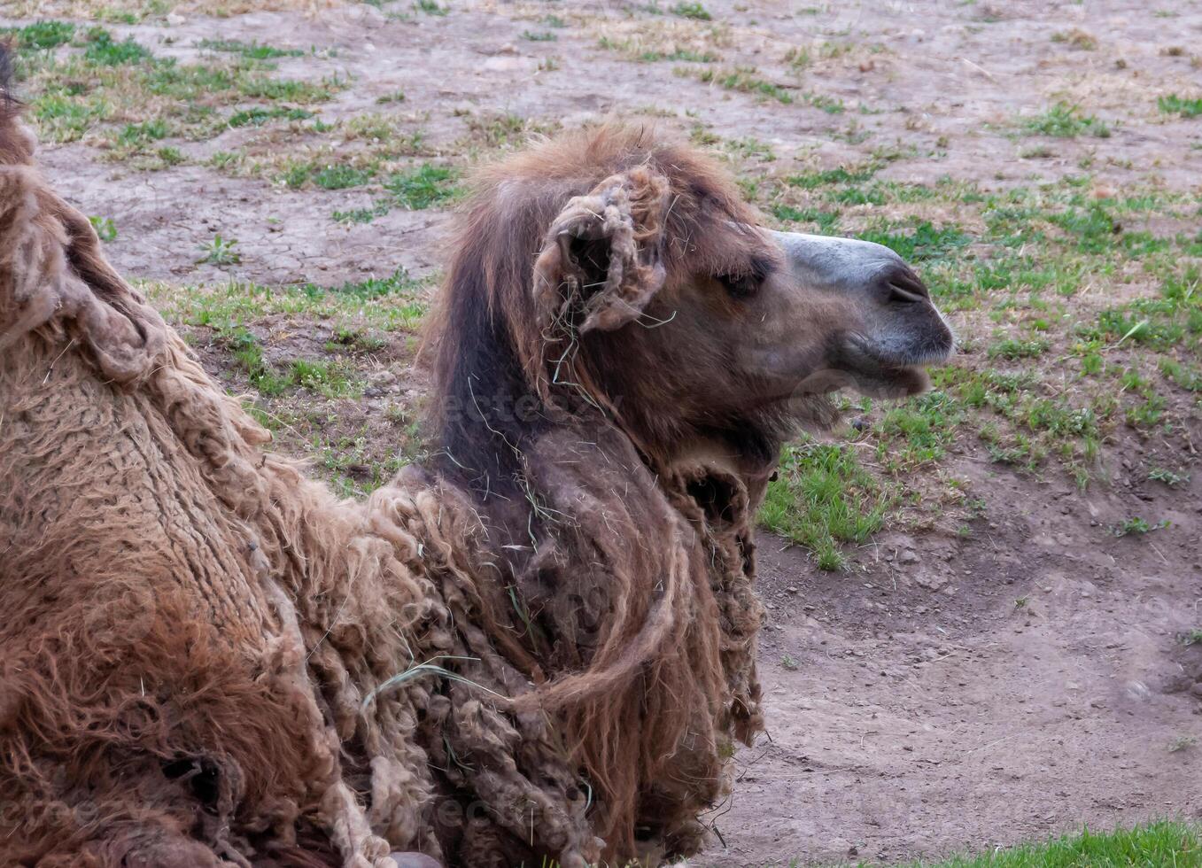 The Bactrian camel Camelus bactrianus the animal molts in summer and rests in the sun photo