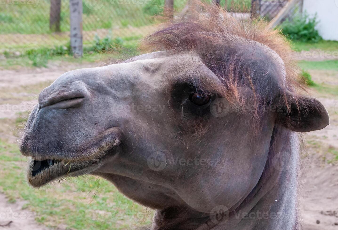 The Bactrian camel Camelus bactrianus, close-up of a camel's head photo