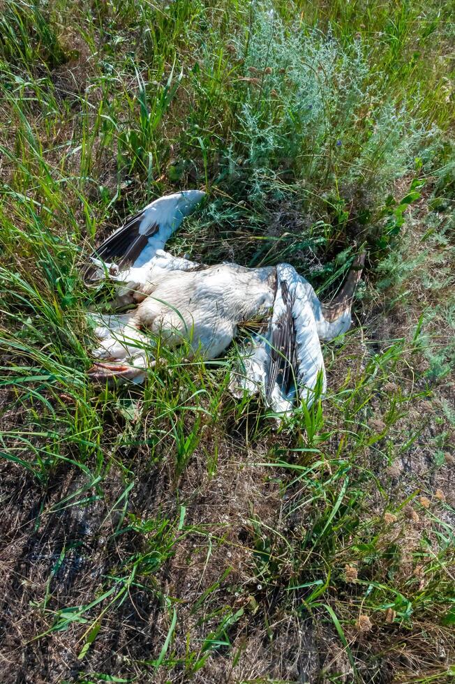 Dead pink pelican on the bank of the estuary, crashed on the wires of power lines, Ukraine photo