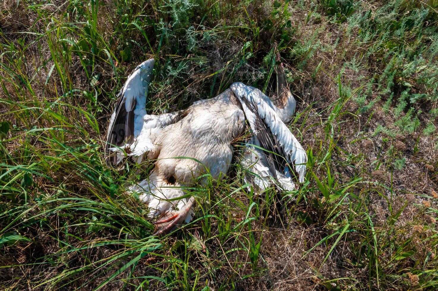 Dead pink pelican on the bank of the estuary, crashed on the wires of power lines, Ukraine photo